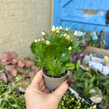 Load image into Gallery viewer, Schlumbergera 'Thanksgiving Cactus'