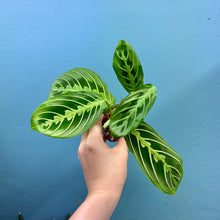 Load image into Gallery viewer, Maranta 'Lemon Lime' Cutting Pot