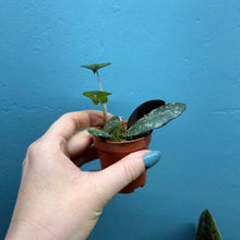 Load image into Gallery viewer, Hoya Sigitalis & Alocasia 'Yucatan Princess' Propagation Pot