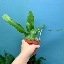 Load image into Gallery viewer, Epiphyllum Sarah Courant B