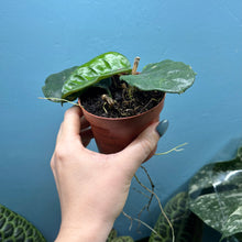 Load image into Gallery viewer, Hoya Villosa