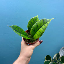 Load image into Gallery viewer, Hoya Callistophylla Propagation Pot