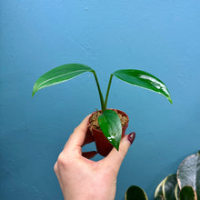 Load image into Gallery viewer, Rhaphidophora Decursiva Propagation Pot