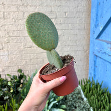 Load image into Gallery viewer, Opuntia Microdasys Inermis
