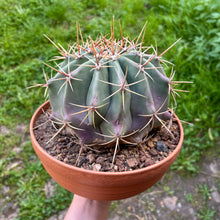 Load image into Gallery viewer, XL Ferocactus