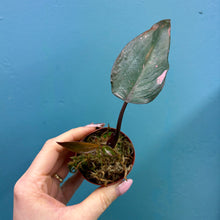 Load image into Gallery viewer, Philodendron 'Pink Princess' B
