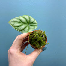 Load image into Gallery viewer, Alocasia 'Silver Dragon'