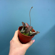 Load image into Gallery viewer, Hoya Sigitalis Propagation Pot