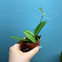 Load image into Gallery viewer, Hoya Crassipetiolata Propagation Pot
