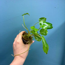 Load image into Gallery viewer, Philodendron 'Burle Marx'