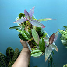 Load image into Gallery viewer, Propagation Bundle Tub 86 - Hoya, Tradescantia, Peperomia, Pilea, Schlumbergera & Hoya