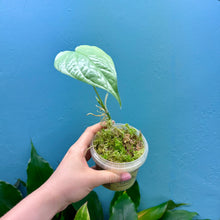 Load image into Gallery viewer, Amydrium Medium Silver Rooted Cutting