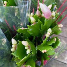Load image into Gallery viewer, Schlumbergera 'Thanksgiving Cactus'