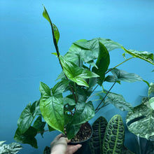 Load image into Gallery viewer, Syngonium Podophyllum