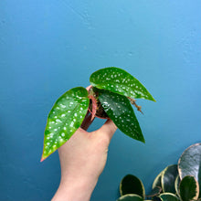 Load image into Gallery viewer, Begonia Tamaya Maculata Rooted Cutting Pot