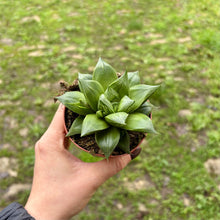 Load image into Gallery viewer, Haworthia Cymbiformis
