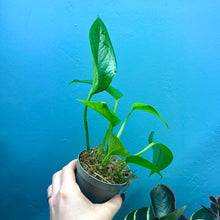 Load image into Gallery viewer, Epipremnum Aureum Green Pothos Rooted Cuttings