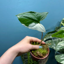 Load image into Gallery viewer, Syngonium Podophyllum Albo Variegata Propagation Pot