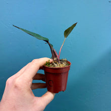 Load image into Gallery viewer, Philodendron 'Pink Princess' C