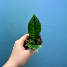 Load image into Gallery viewer, Hoya Callistophylla Propagation Pot