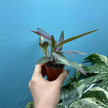 Load image into Gallery viewer, Tradescantia Pallida Variegated 'Pink Stripe' Propagation Pot