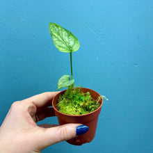 Load image into Gallery viewer, Amydrium Medium Silver Rooted Cutting