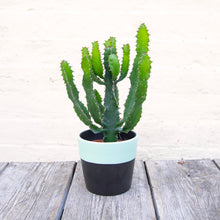 Load image into Gallery viewer, Euphorbia Triangularis