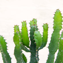 Load image into Gallery viewer, Euphorbia Triangularis