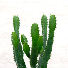 Load image into Gallery viewer, Euphorbia Triangularis