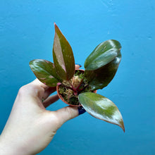 Load image into Gallery viewer, Philodendron 'Pink Princess' B