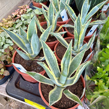 Load image into Gallery viewer, Agave Americana Variegated