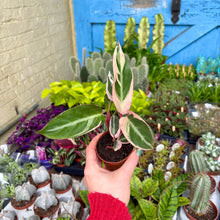 Load image into Gallery viewer, Calathea Sanguine 'Triostar'