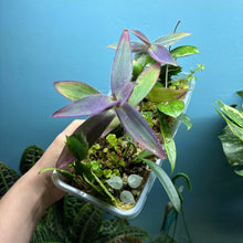Load image into Gallery viewer, Propagation Bundle Tub 86 - Hoya, Tradescantia, Peperomia, Pilea, Schlumbergera & Hoya