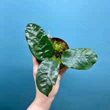 Load image into Gallery viewer, Hoya Villosa