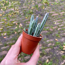 Load image into Gallery viewer, Senecio Stapeliiformis 'Pickle Plant'