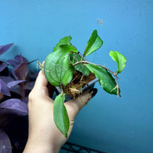 Load image into Gallery viewer, Hoya Erythrina