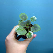Load image into Gallery viewer, Saintpaulia 'African Violet' Propagation Small Plant