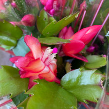 Load image into Gallery viewer, Schlumbergera 'Thanksgiving Cactus'