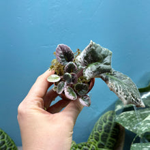 Load image into Gallery viewer, Saintpaulia Variegated 'African Violet' Propagation Small Plant