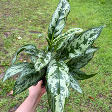 Load image into Gallery viewer, Aglaonema 'Maria' (Chinese Evergreen)