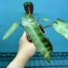 Load image into Gallery viewer, Philodendron Atabapoense