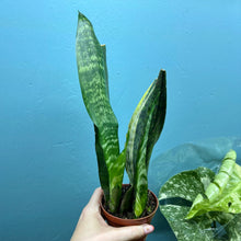 Load image into Gallery viewer, Sansevieria 'Snake Plant' Rooted Cutting Pot