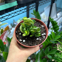 Load image into Gallery viewer, Hoya 'Mauna Loa' Variegated Hindu Rope Plant