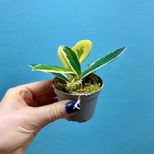 Load image into Gallery viewer, Hoya Australis Blondie Propagation Pot