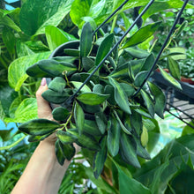 Load image into Gallery viewer, Hoya Burtoniae Variegated Hanging Pot