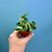 Load image into Gallery viewer, Hoya Carnosa Compacta 'Hindu Rope Plant'