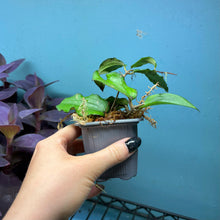 Load image into Gallery viewer, Hoya Erythrina