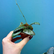 Load image into Gallery viewer, Hoya Sigitalis Propagation Pot