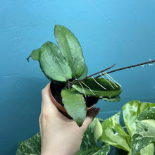 Load image into Gallery viewer, Hoya Erythrina