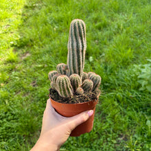 Load image into Gallery viewer, Chamaelobivia 'Hedgehog Cactus'